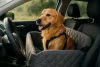 Veilig en comfortabel reizen met je hond in de auto