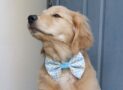 400+ van de beste, schattigste Golden Retriever-hondennamen ooit