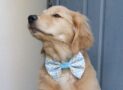 400+ van de beste, schattigste Golden Retriever-hondennamen ooit